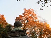 紅葉が夕日に映えてます