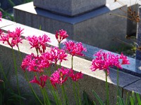 不思議な曼珠沙華