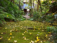 銀杏が風情を添えています