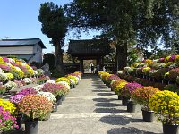 参道にざる菊が見事に展示