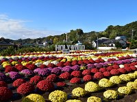 粗全景。謂れある看板？」