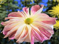 皇室の紋章の原型とか