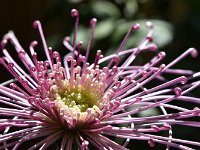 初めて、目にしました