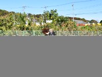 早速、いつものお買い物。爰では大根！