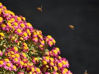 何故かこの花にのみ蜂が群がってました