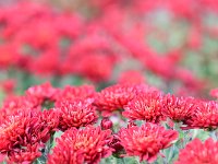 アップで、強調！