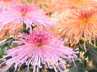 幻想的でもありますね