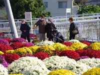 ざる菊の説明を聞いてます