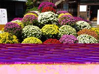 今が盛りと咲き誇ってます