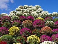 ざる菊による富士山