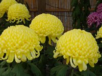 もう、立派の一言