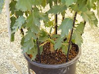 こんな風に、仕立てるのです。凄い技！