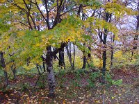 紅葉はイマイチ