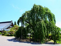 有名な枝垂桜