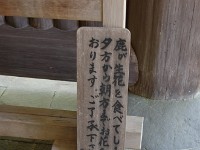 IMG 4249