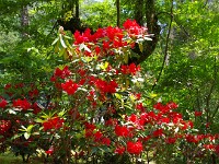 鮮やかな花弁