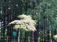 幽玄の極み