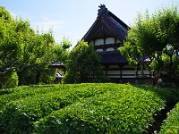 堂の跡地が茶畑にとは・・