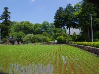 のどかな風情を留めています