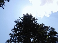 image006
