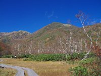 岳樺の造形美を