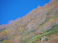優雅な