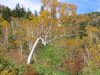 此れが高山の木だ