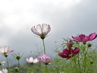 DSC 0520