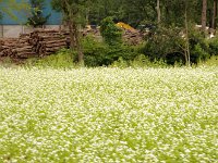 蕎麦の花です
