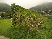 冬瓜の棚とか