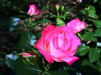 ここからは英くんの作品群