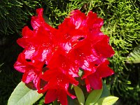 ここから薔薇の写真です 。