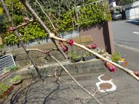 > 3/28　未だ芽は硬い