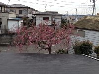 > 4/10　二階より