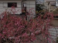 > 4/10　二分咲き？