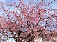 > 4/12　仰ぎ見る