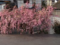 > 上から見ると、満開そのもの