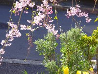 > コラボ：チューリップ