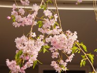 > 咲き誇ってますね