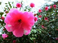 ヤブツバキもキレイ