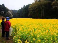 広大な菜の花畑・・・空きは又違う花が咲くとか