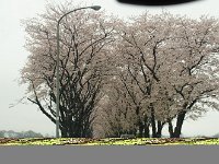 ここから、名所「海軍道路」