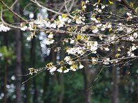山桜もチラホラ