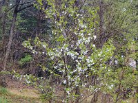 新芽が謗法だって！