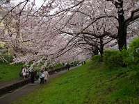 一寸、見上げる桜もいいですね
