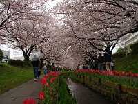 ずっと、チューリップ畑が・・・