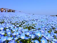 空に溶け込むネモフィラ