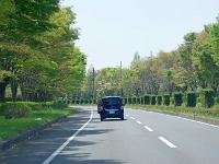 海浜公園の周回道路・・・新芽が綺麗