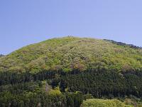 若葉の小山
