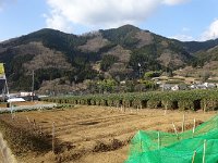 ここは「足柄茶」の産地